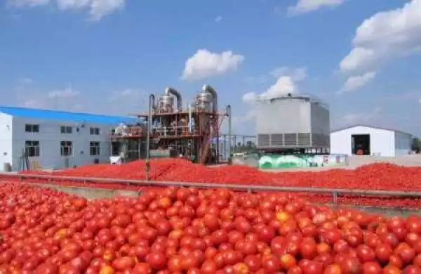 Dangote Threatens to Stop Tomato Paste Production in Nigeria